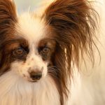 Papillon – Dog Breed Information and Pictures