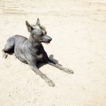 Peruvian Hairless Dog – Dog Breed Information and Pictures