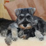 Schnauzer (Minature) – Dog Breed Information and Pictures