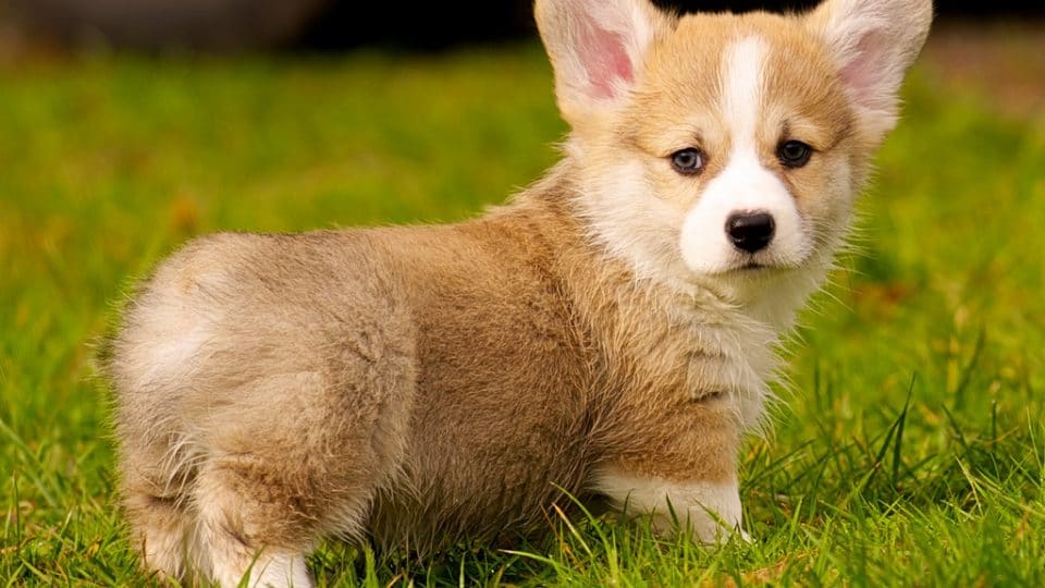 Welsh Corgi – Dog Breed Information and Pictures | Livelife