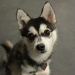 Alaskan Klee Kai – Dog Breed Information and Pictures