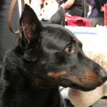 Beauceron – Dog Breed Information and Pictures