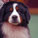 Bernese Mountain Dog – Dog Breed Information and Pictures