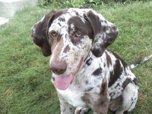 Catahoula Cur – Dog Breed Information and Pictures | Livelife