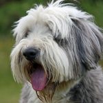 Glen of Imaal Terrier – Dog Breed Information and Pictures