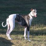 Greyhound – Dog Breed Information and Pictures