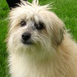 Pyrenean Shepherd – Dog Breed Information and Pictures