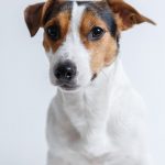 Russell Terrier – Dog Breed Information and Pictures