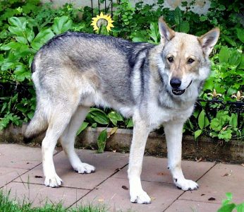 Saarlooswolfhond – Dog Breed Information and Pictures | Livelife