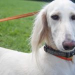 Saluki – Dog Breed Information and Pictures