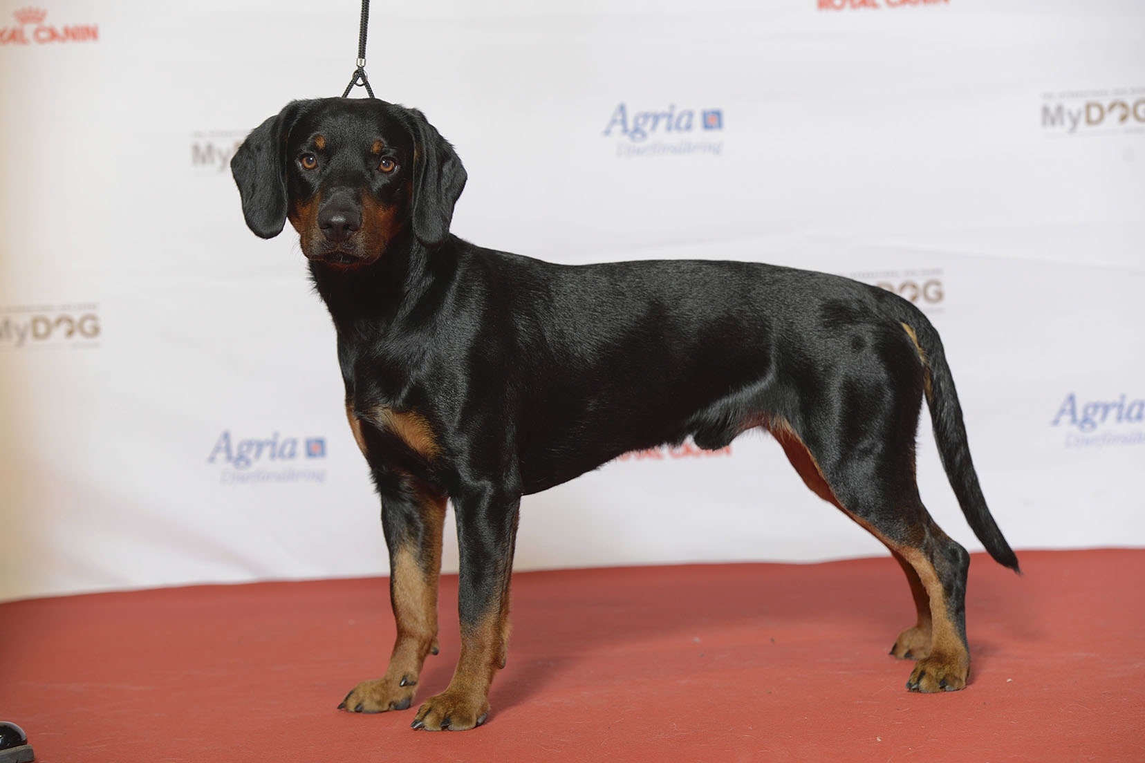 Slovenský Kopov – Dog Breed Information and Pictures | Livelife