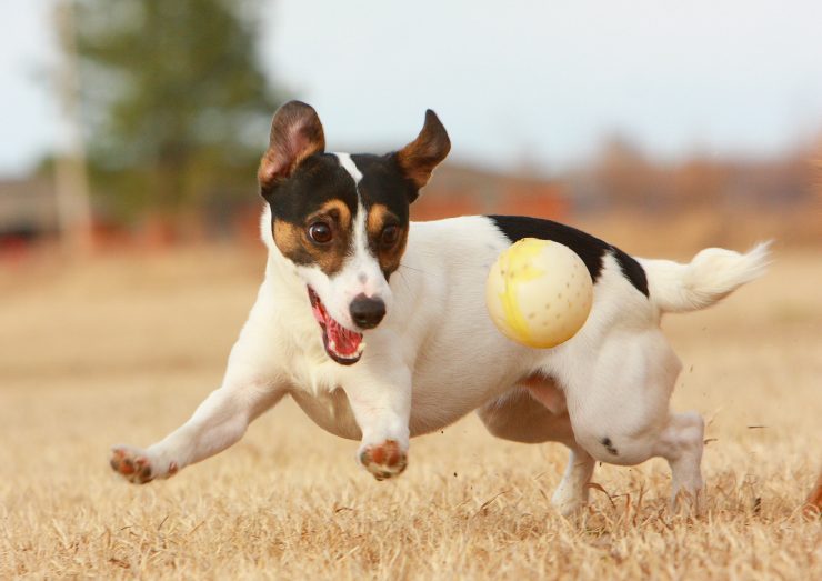 theodore roosevelt dog