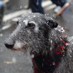 Scottish Deerhound – Dog Breed Information and Pictures