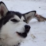 Alaskan Husky – Dog Breed Information and Pictures