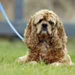 American Cocker Spaniel – Dog Breed Information and Pictures