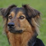 Bohemian Shepherd – Dog Breed Information and Pictures