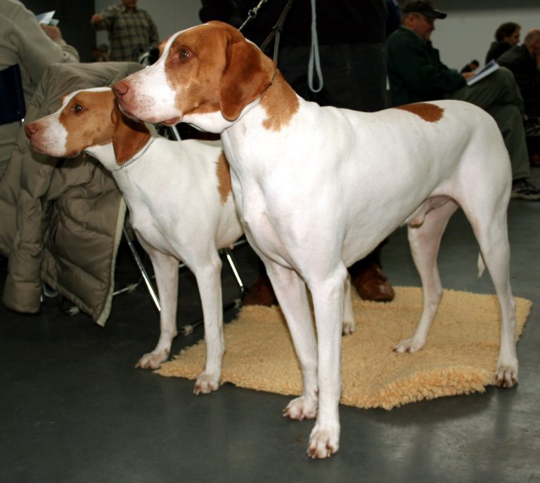 Braque SaintGermain Dog Breed Information and Pictures