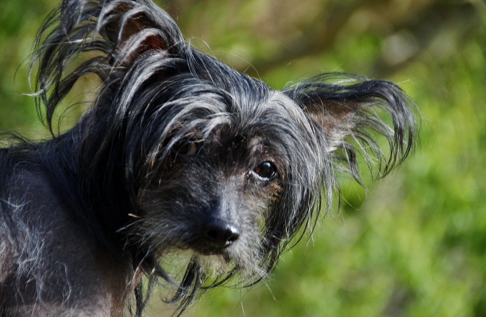 Chinese Crested Dog – Dog Breed Information and Pictures | Livelife