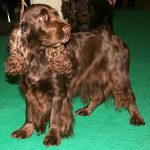 Field Spaniel – Dog Breed Information and Pictures