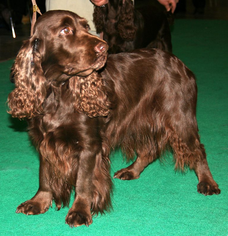 Field Spaniel – Dog Breed Information and Pictures | Livelife