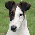 Fox Terrier (Smooth) – Dog Breed Information and Pictures