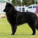 Groenendael – Dog Breed Information and Pictures