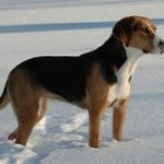 Hamiltonstövare – Dog Breed Information and Pictures