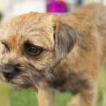 Norfolk Terrier – Dog Breed Information and Pictures