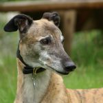 Rampur Greyhound – Dog Breed Information and Pictures