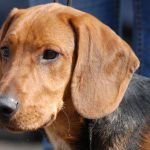 Schillerstövare – Dog Breed Information and Pictures