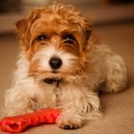 Sporting Lucas Terrier – Dog Breed Information and Pictures