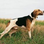 Grand Anglo-Français Tricolore – Dog Breed Information and Pictures