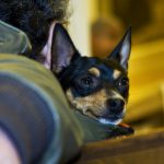 Rat Terrier – Dog Breed Information and Pictures