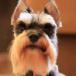 Schnauzer (Standard) – Dog Breed Information and Pictures