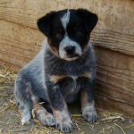 Australian Cattle Dog – Dog Breed Information and Pictures