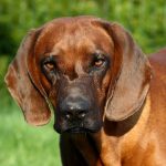 Tyrolean Hound – Dog Breed Information and Pictures