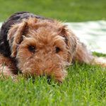 Welsh Terrier – Dog Breed Information and Pictures