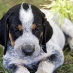 Bluetick Coonhound – Dog Breed Information and Pictures