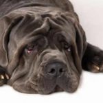 Dogo Cubano – Dog Breed Information and Pictures