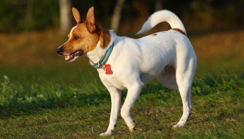 Rat Terrier – Dog Breed Information and Pictures | Livelife