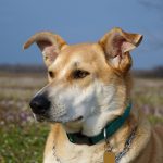 Carolina Dog – Dog Breed Information and Pictures