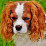 Chien Francais Blanc et Orange – Dog Breed Information and Pictures