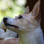 Podenco Canario – Dog Breed Information and Pictures