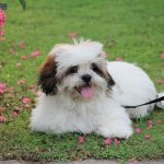 The Lhasa Apso – Dog Breed Information and Pictures