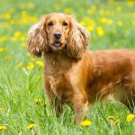 Cocker Spaniel – Dog Breed Information and Pictures