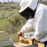 Start a Bee Keeping Business With These Supplies