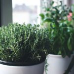 Tips & Ideas for Growing a Kitchen Herb Garden